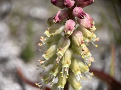 Lachenalia lutzeyeri