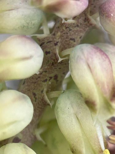 Image of Lachenalia lutzeyeri by (c) Charleen Brunke, some rights reserved (CC BY)