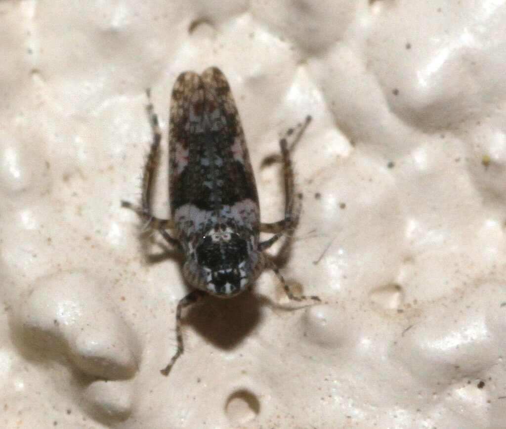 Lycioides condalianus