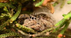 Phidippus putnami
