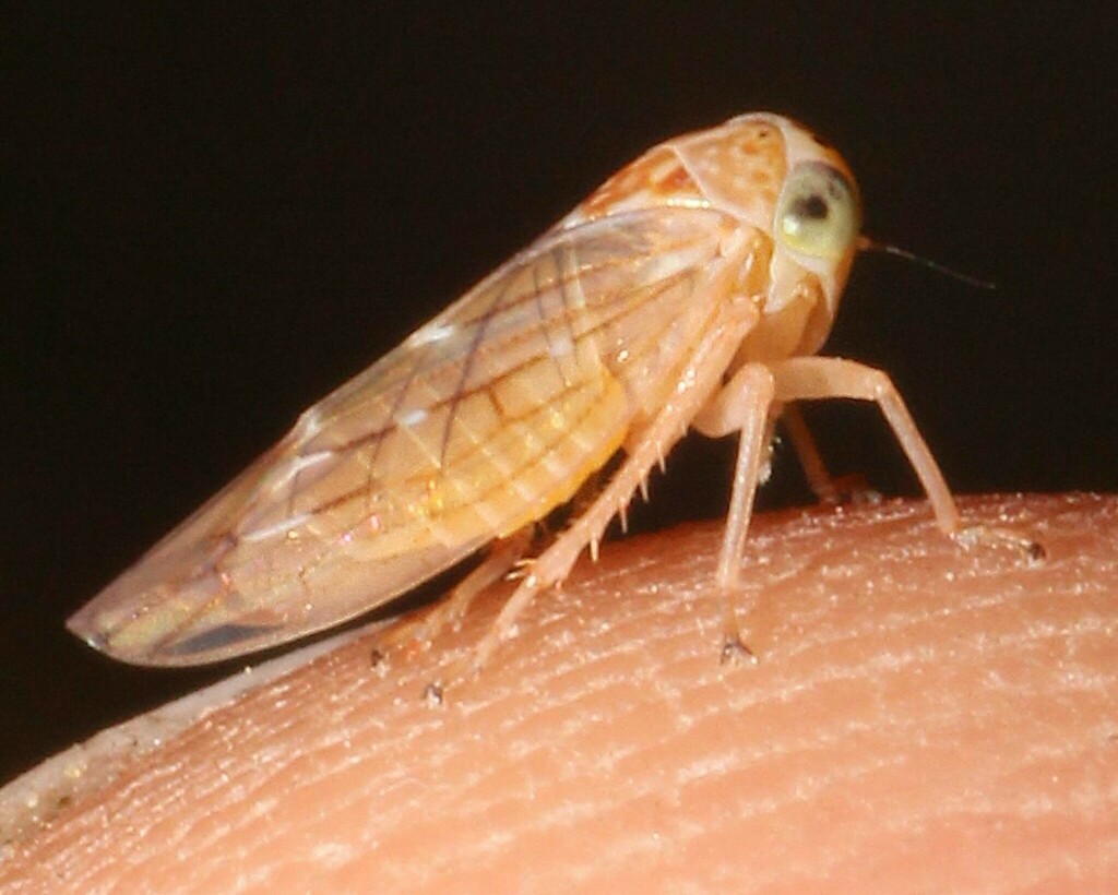 Idiocerus ramentosus
