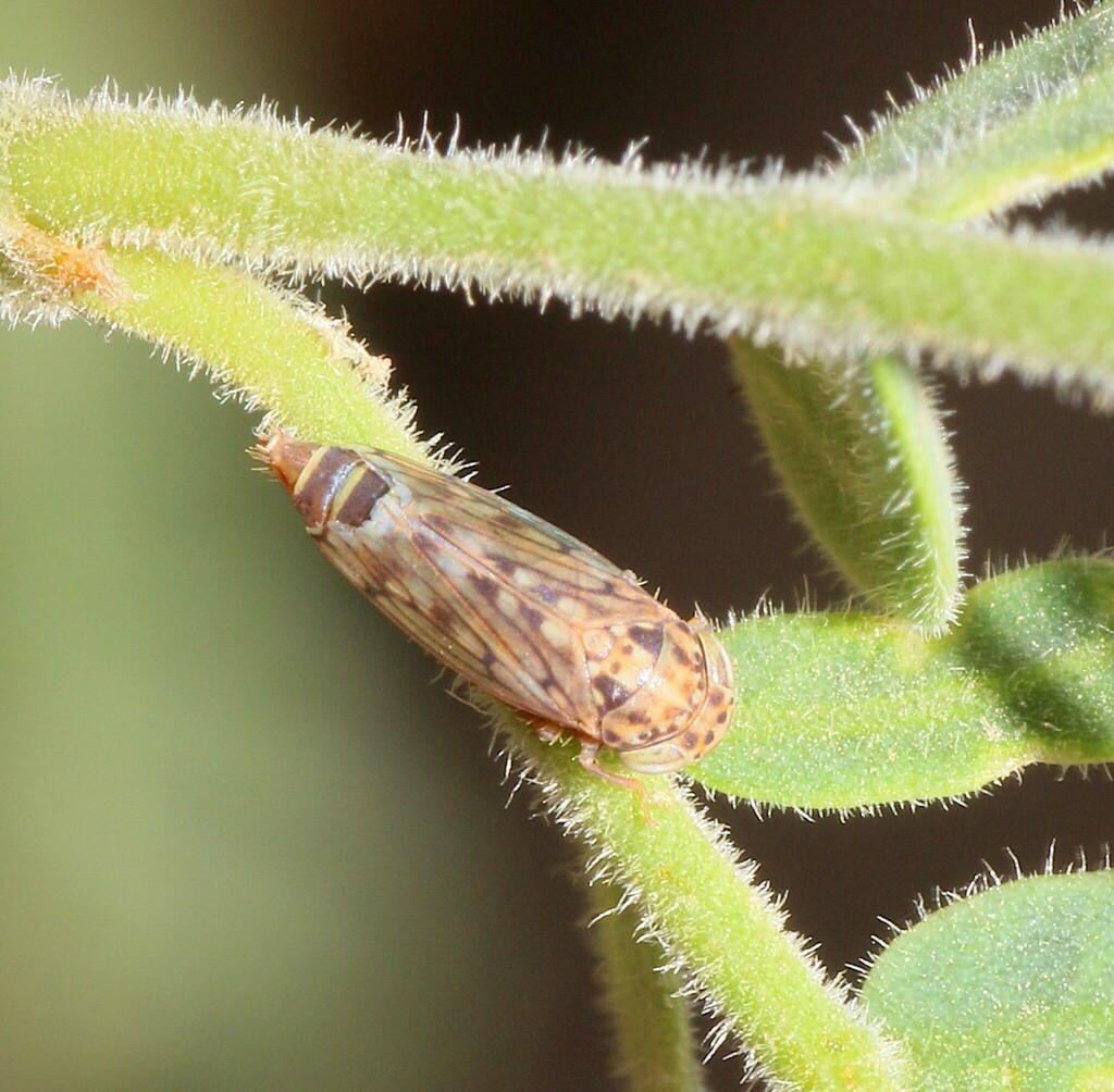Ollarianus kinoanus
