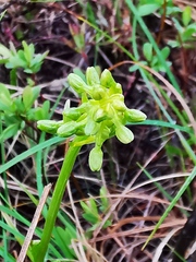 Platanthera tipuloides