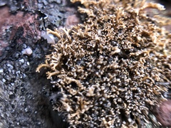 Sphaerophorus fragilis