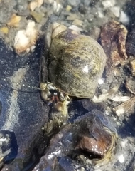 Pagurus hirsutiusculus