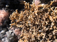 Sphaerophorus fragilis