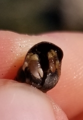 Pagurus hirsutiusculus