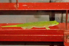 Phelsuma kochi