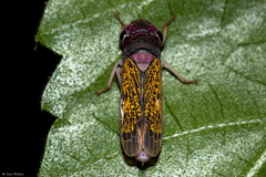 Oncometopia facialis