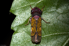 Oncometopia facialis