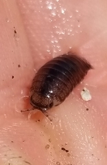 Cirolana harfordi