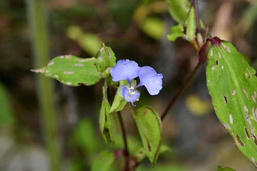 Commelina pallida (Commelina pallida)