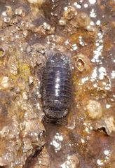Cirolana harfordi