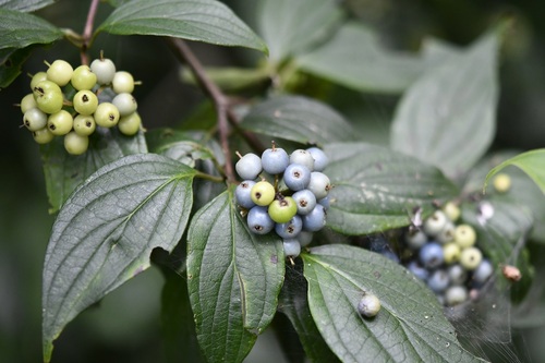 Cornus excelsa (Cornus excelsa)