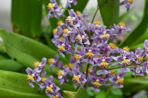 Oncidium sotoanum, photograph 3