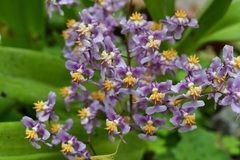 (c) Neptalí Ramírez Marcial, some rights reserved (CC BY) Oncidium sotoanum, photograph (c) Neptalí Ramírez Marcial, some rights reserved (CC BY)