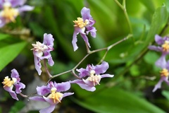 (c) Neptalí Ramírez Marcial, some rights reserved (CC BY) Oncidium sotoanum, photograph (c) Neptalí Ramírez Marcial, some rights reserved (CC BY)