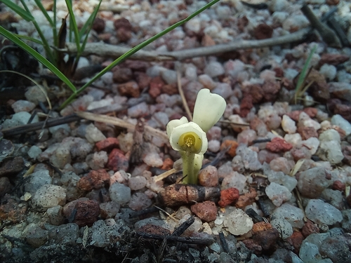 Euphorbia pudibunda