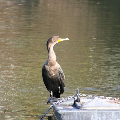 iNaturalist observation photo of Double-crested Cormorant
