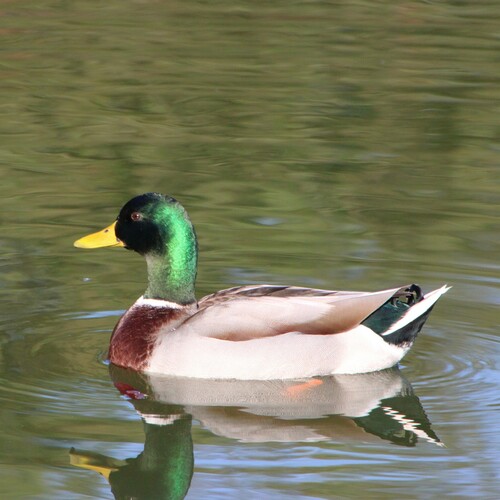 iNaturalist observation photo of Mallard