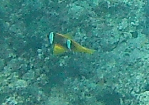 Twoband anemonefish