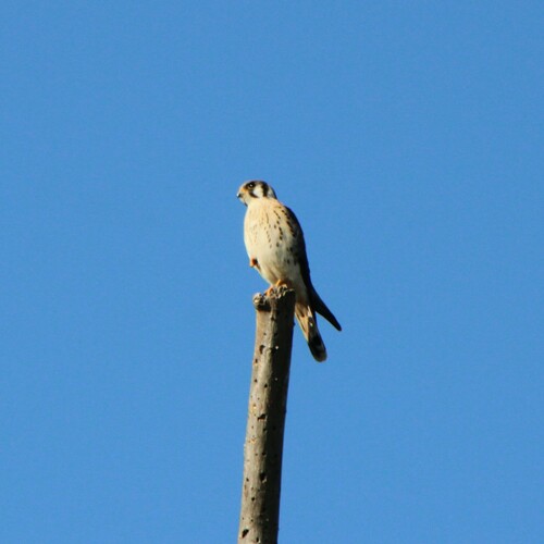 iNaturalist observation photo of American Kestrel