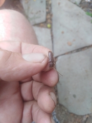 Trichoferus campestris