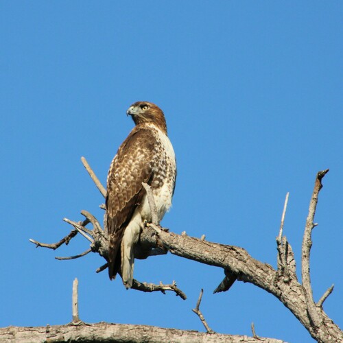 iNaturalist observation photo of Red-tailed Hawk