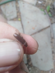 Trichoferus campestris