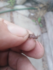 Trichoferus campestris