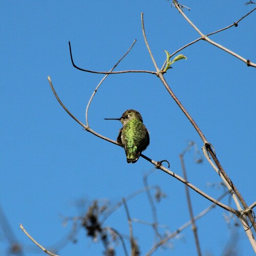 iNaturalist observation photo of Anna's Hummingbird