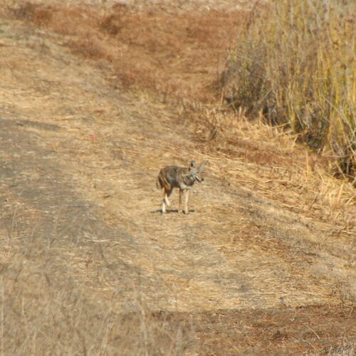 iNaturalist observation photo of Coyote