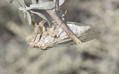Clidophleps beameri