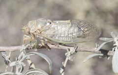 Clidophleps beameri