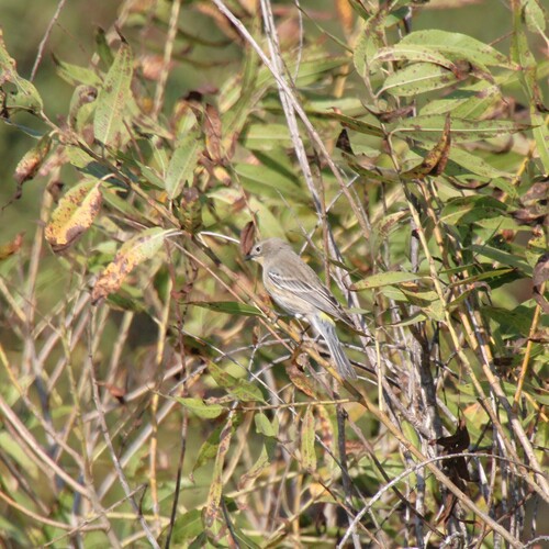iNaturalist observation photo of Yellow-rumped Warbler