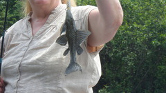 Pterygoplichthys pardalis