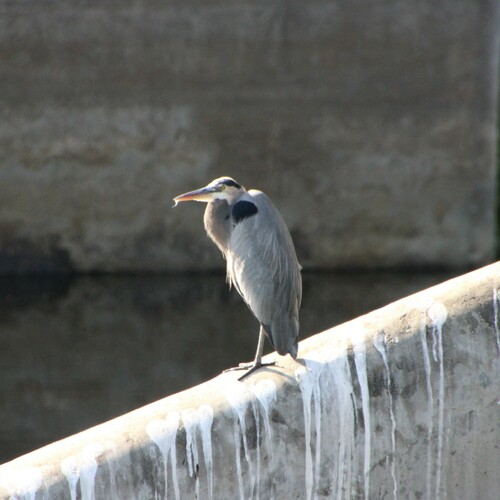 iNaturalist observation photo of Great Blue Heron