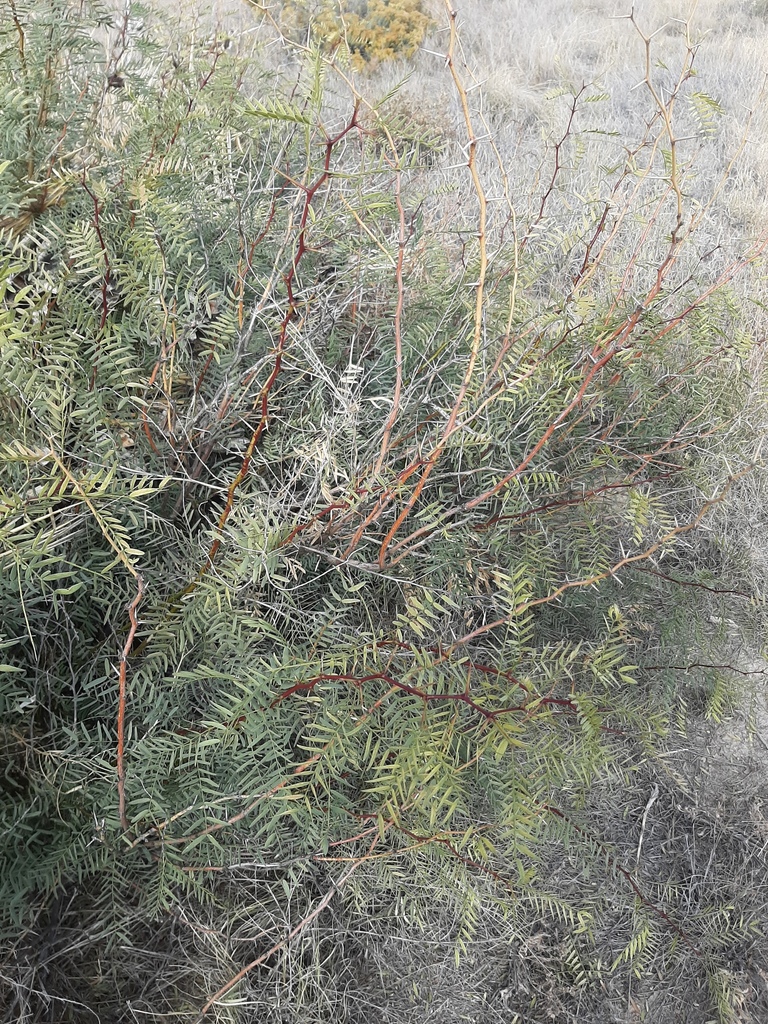Prosopis glandulosa Torr.