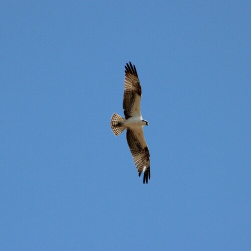 iNaturalist observation photo of Osprey