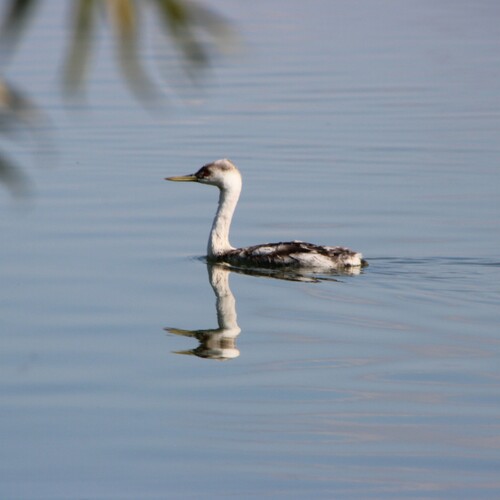 iNaturalist observation photo of Western and Clark's Grebes