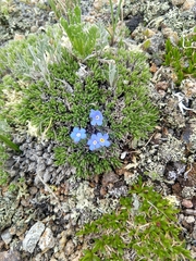 Eritrichium argenteum