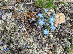 Eritrichium argenteum