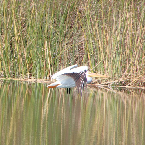 iNaturalist observation photo of American White Pelican