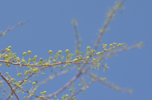 Mimosa farinosa, photograph 1