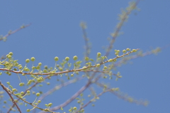 aacocucci, CC BY, iNaturalist via GBIF Mimosa farinosa, photograph aacocucci, CC BY, iNaturalist via GBIF