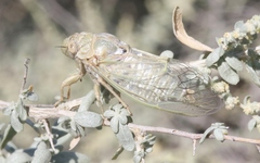 Clidophleps beameri