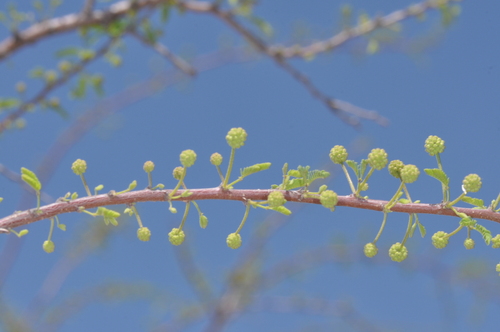 Mimosa farinosa, photograph 2
