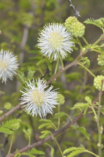 Mimosa farinosa, photograph 3