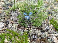 Eritrichium argenteum