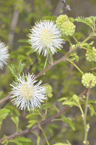 Mimosa farinosa, photograph 4